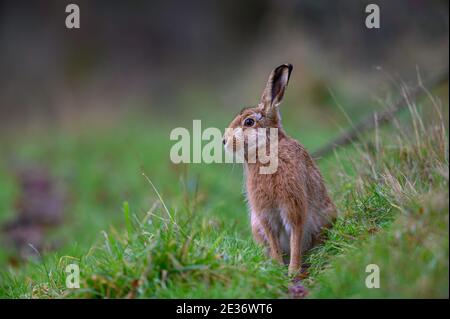 Brown Hare Lepus europaeus saß in einem Norfolk Waldritt. VEREINIGTES KÖNIGREICH Stockfoto