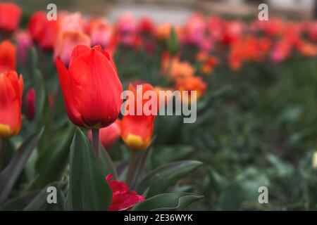 Rote Tulpen aus nächster Nähe im Garten. Schöne Frühlingsblumen Hintergrund. Weicher Fokus und helles Licht. Unscharfer Hintergrund mit Platz für Text. Flowerb Stockfoto