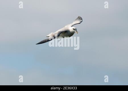 Fulmer, Fulmarus glacialis, im Flug über Kynance Cliffs, Cornwall, 13th. April 2014. Stockfoto