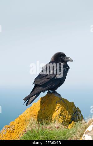 Raven, Corvus corax, auf frühlingshaften Klippen mit Meer in der Ferne in Kynance, Cornwall, 16th. April 2014. Stockfoto
