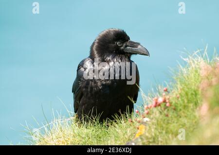 Raven, Corvus corax, auf frühlingshaften Klippen mit Meer in der Ferne in Kynance, Cornwall, 16th. April 2014. Stockfoto