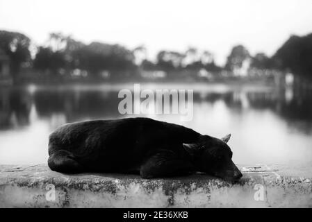 Streunende Hund schlafen mit schönen symmetrischen See im Hintergrund Stockfoto