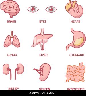Menschliche Organe. Leber Anatomie und Struktur Auge arbeiten Lunge anatomische Nieren und Dickdarm. Stock Vektor