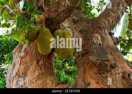 Toque Macaque Affe, Macaca sinica, Sri Lanka. Kleiner Affe auf einem Baum von reifen Jackfruits Stockfoto