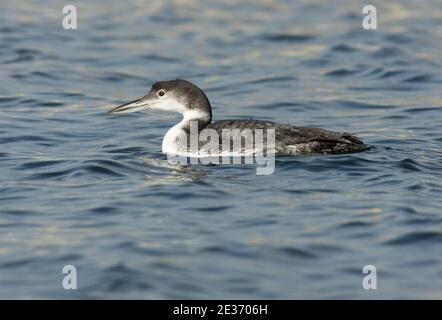 Unreifer Great Northern Diver, Gavia immer, der gerade in sein erstes Sommergefieder am Farmoor Reservoir, Oxfordshire, geschmolzen ist, 26. März 2014. Stockfoto