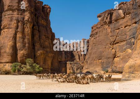 Kamelherde, Guelta d'Archei Wasserloch, Ennedi Plateau, Tschad Stockfoto