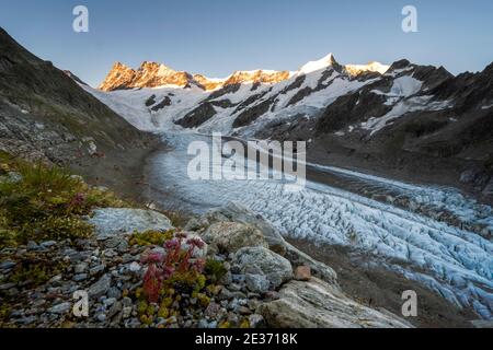 Hochgebirgslandschaft, Sonnenaufgang, Gletscherzunge, Gletscher Unteres Eismeer, Finsteraarhorn, Agasszishorn, Grosses Fiescherhorn, Berner Oberland Stockfoto