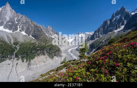 Alpenrosen am Berghang, Gletscherzunge Mer de Glace, hinter Grandes Jorasses, Mont Blanc Gebiet, Chamonix, Frankreich Stockfoto