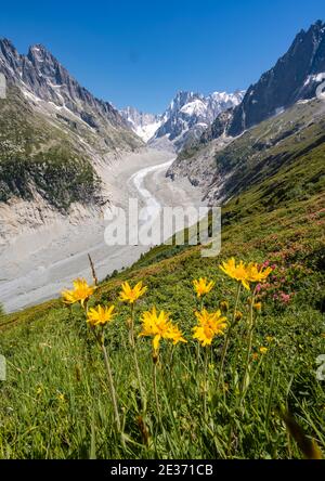 Gelbe Alpenblumen am Berghang, Gletscherzunge Mer de Glace, hinter Grandes Jorasses, Mont Blanc Massiv, Chamonix, Frankreich Stockfoto