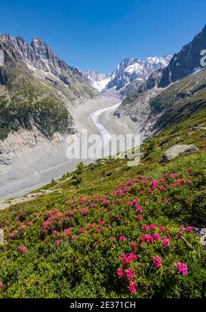 Rosa Alpenrosen am Berghang, Gletscherzunge Mer de Glace, hinter Grandes Jorasses, Mont Blanc Massiv, Chamonix, Frankreich Stockfoto