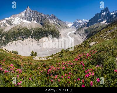 Rosa Alpenrosen am Berghang, Gletscherzunge Mer de Glace, hinter Grandes Jorasses, Mont Blanc Massiv, Chamonix, Frankreich Stockfoto