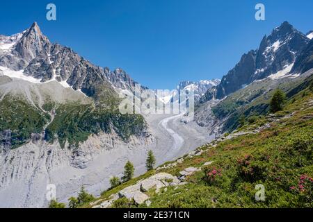 Rosa Alpenrosen am Berghang, Gletscherzunge Mer de Glace, hinter Grandes Jorasses, Mont Blanc Massiv, Chamonix, Frankreich Stockfoto