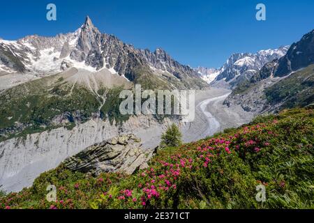 Rosa Alpenrosen am Berghang, Gletscherzunge Mer de Glace, hinter Grandes Jorasses, Mont Blanc Massiv, Chamonix, Frankreich Stockfoto