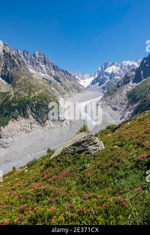 Rosa Alpenrosen am Berghang, Gletscherzunge Mer de Glace, hinter Grandes Jorasses, Mont Blanc Massiv, Chamonix, Frankreich Stockfoto