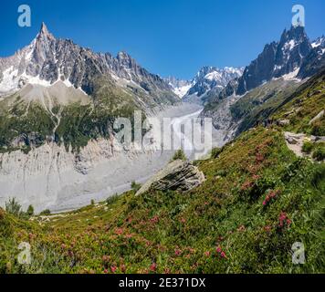 Rosa Alpenrosen am Berghang, Gletscherzunge Mer de Glace, hinter Grandes Jorasses, Mont Blanc Massiv, Chamonix, Frankreich Stockfoto