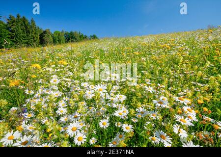 Magerwiese, Zürich Oberland, Schweiz Stockfoto