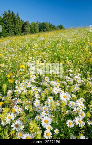 Magerwiese, Zürich Oberland, Schweiz Stockfoto