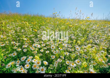 Magerwiese, Zürich Oberland, Schweiz Stockfoto