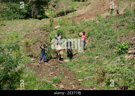 SAMBIA, Sinazongwe, Tonga Stamm, Dorf Muziyo, Kontur Landwirtschaft in Bergkette , Pflügen mit Ochsen entlang der Konturlinien eines Hügels Stockfoto