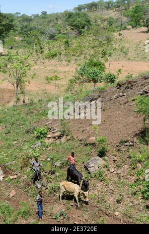 SAMBIA, Sinazongwe, Tonga Stamm, Dorf Muziyo, Kontur Landwirtschaft in Bergkette , Pflügen mit Ochsen entlang der Konturlinien eines Hügels Stockfoto