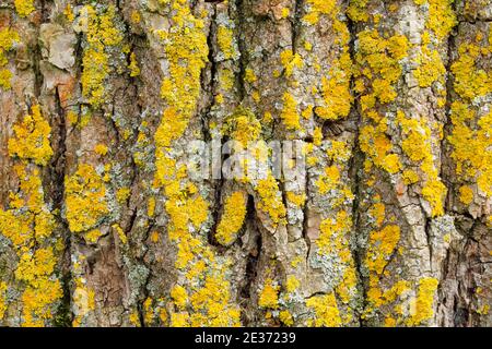 Detail aus Eichenrinde, England, Großbritannien Stockfoto