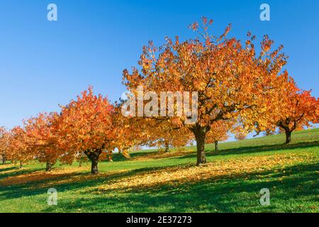 Kirschbäume im Herbst (Prunus avium), Basel-Landschaft, Schweiz Stockfoto