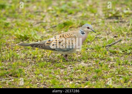 Turtle Dove, Streptopelia turtur, Fütterung auf dem Boden im RSPB Otmoor Reserve, Oxfordshire, 11. Juni 2016. Stockfoto