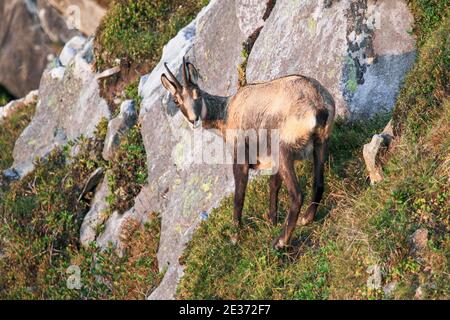 Gämsen (Rupicapra rupicapra), Alpenböcke, Weibchen, weibliche Felsenhirsche am Niederhorn, Berner Oberland, Bern, Schweiz Stockfoto