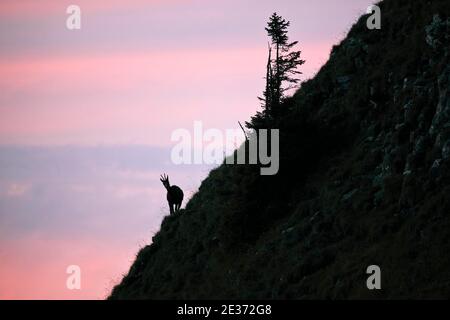 Gämsen (Rupicapra rupicapra), Alpenböcke, Weibchen, weibliche Felsenhirsche am Niederhorn, Berner Oberland, Bern, Schweiz Stockfoto