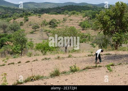 SAMBIA, Sinazongwe, Contour Farming, Farming in Huegelland, Pflügen entlang der Hügelkonturlinien und Grasreihen zum Erosionsschutz / SAMBIA, Sinazongwe, Dorf Muziyo, Contour Farming, Kontur Anbau ist die landwirtschaftliche Praxis des Pflanzens über einen Hang entlang seiner Höhenkonturlinien. Die mit Gras bepflankten Konturlinien erzeugen eine Wasserpause, die die Bildung von Rinnen und Schluchten und Bodenerosion in Zeiten starken Wasserablaufs verrdert Stockfoto