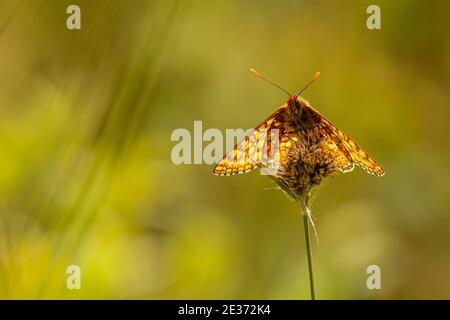 Kleine Perlmutt umrandete Fritillary Butterfly Stockfoto