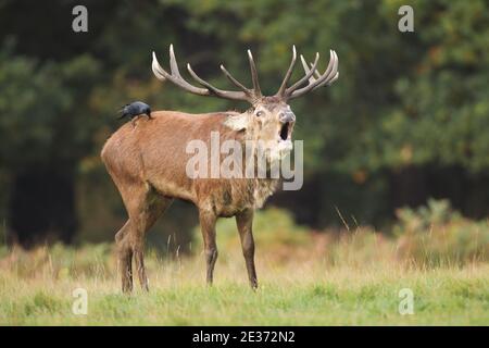 Rotwild (Cervus elaphus) und Dole Stockfoto