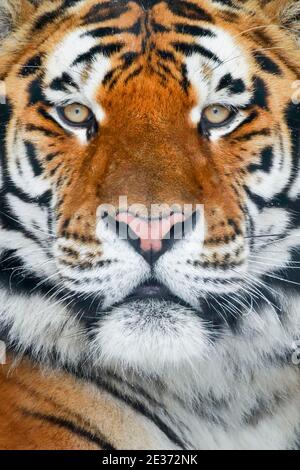 Amur-Tiger Stockfoto