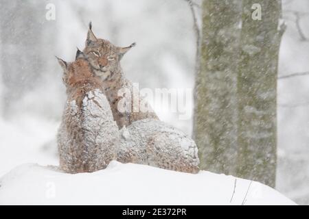 Luchs, Eurasischer Luchs, Eurasischer Luchs (Luchs), Europäischer Luchs, im Winter, Nationalpark Bayerischer Wald, Deutschland Stockfoto