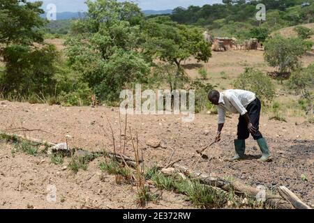 SAMBIA, Sinazongwe, Contour Farming, Farming in Huegelland, Pflügen entlang der Hügelkonturlinien und Grasreihen zum Erosionsschutz / SAMBIA, Sinazongwe, Dorf Muziyo, Contour Farming, Kontur Anbau ist die landwirtschaftliche Praxis des Pflanzens über einen Hang entlang seiner Höhenkonturlinien. Die mit Gras bepflankten Konturlinien erzeugen eine Wasserpause, die die Bildung von Rinnen und Schluchten und Bodenerosion in Zeiten starken Wasserablaufs verrdert Stockfoto