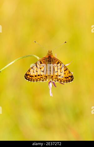 Kleine Perlmutt umrandete Fritillary Butterfly Stockfoto