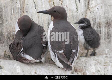 Gewöhnlicher Guillemot (Uria aalge), commom gewöhnlicher Guillemot Stockfoto