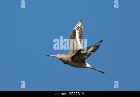 Black-tailed Godwit, Limosa limosa, im Flug über das Snettisham-Reservat der RSPB, Norfolk, 26th. August 2016. Stockfoto