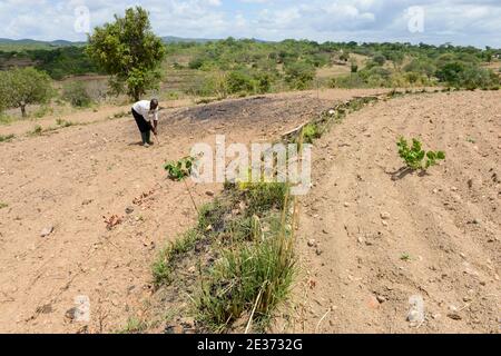 SAMBIA, Sinazongwe, Contour Farming, Farming in Huegelland, Pflügen entlang der Hügelkonturlinien und Grasreihen zum Erosionsschutz / SAMBIA, Sinazongwe, Dorf Muziyo, Contour Farming, Kontur Anbau ist die landwirtschaftliche Praxis des Pflanzens über einen Hang entlang seiner Höhenkonturlinien. Die mit Gras bepflankten Konturlinien erzeugen eine Wasserpause, die die Bildung von Rinnen und Schluchten und Bodenerosion in Zeiten starken Wasserablaufs verrdert Stockfoto