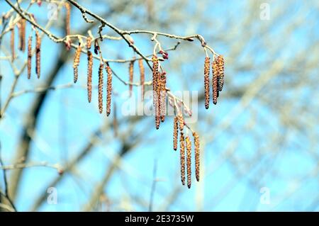 Junge frische Birkenbaum Kätzchen auf blauem Himmel Hintergrund in Feder Stockfoto