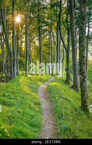 Waldweg, Basel-Land, Schweiz Stockfoto