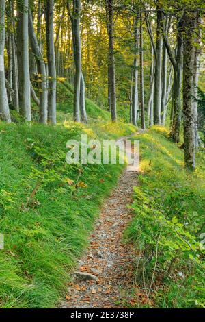 Waldweg, Basel-Land, Schweiz Stockfoto