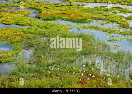 Wasserlauf am Grimselpass, Bern, Schweiz Stockfoto