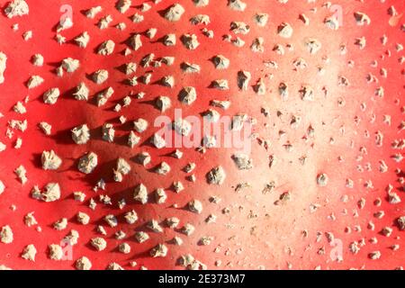 Fliegenpilz (Amanita muscaria) var. muscaria, Schwarzwald, Deutschland Stockfoto