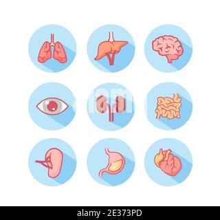 Symbole für menschliche Organe. Struktur des Auges und der arbeitenden Lunge anatomische Nieren und Dickdarm mit Vektor-Magen. Stock Vektor