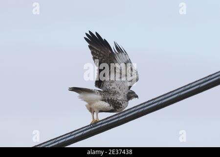 Red tailed Hawk in der Nähe der Eisenbahnbrücke an hellen Wintertag Stockfoto