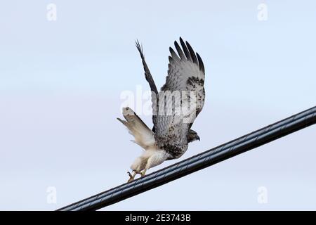 Red tailed Hawk in der Nähe der Eisenbahnbrücke an hellen Wintertag Stockfoto