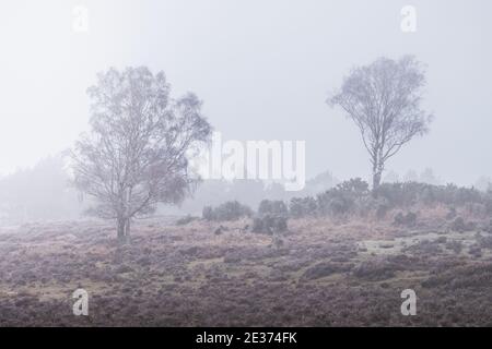 Winterliche Bäume im neuen Wald Stockfoto