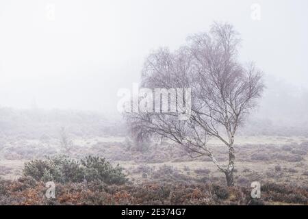 Einzelbaum im Winter in hampshire UK Stockfoto