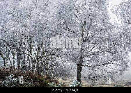 Rauhfrost auf Bäumen im Neuen Wald Stockfoto